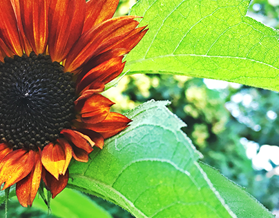 Backyard Sunflower