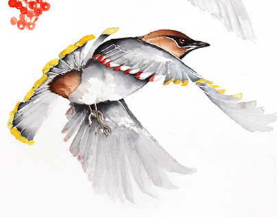 Wax wings watercolour illustrations