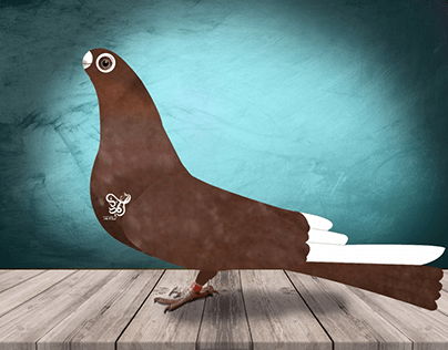 Egyptian pigeon