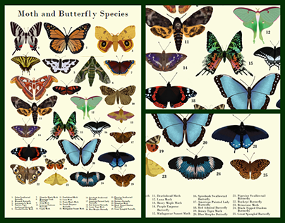 Moth and Butterfly Species: Poster and Merch
