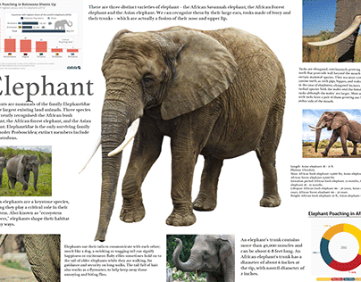 Elephant InfoGraphic