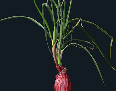 Allium cepa - Red onion