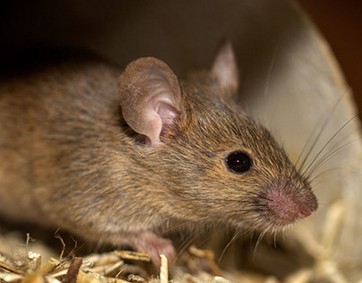 What rodents carry the most diseases?