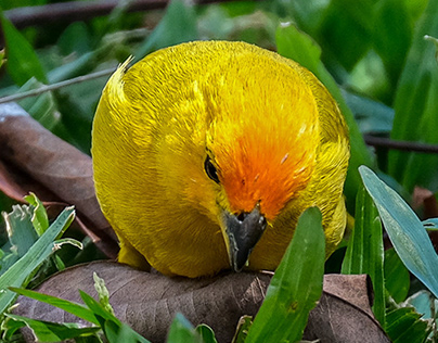 Saffron Finches