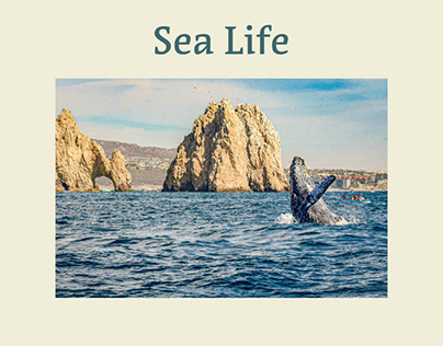 Los Cabo’s sea life