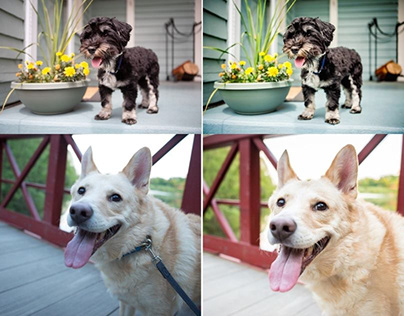 Dog photo editing - Pet Photo retouching service