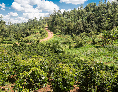 Coffee harvesting, Kenya
