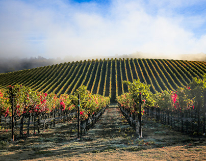 Leaning into Fall Magic - Sonoma County, October 2023