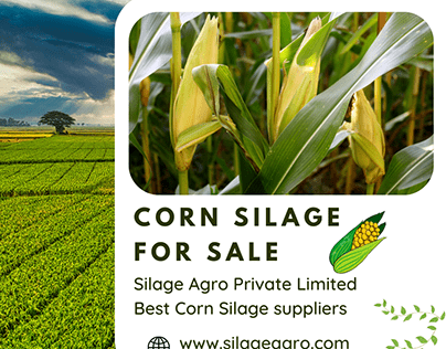 Corn silage For Sale