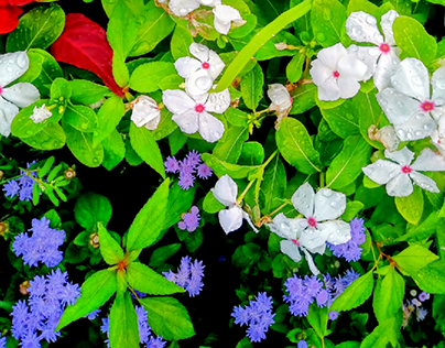 White Purple Flowers in a Bed of Green Blades