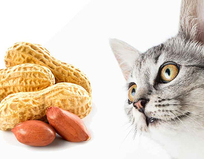 Is Peanut Butter Lip-Smacking Good for Cats?