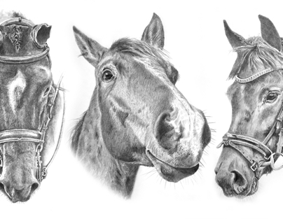 Horse Portrait Drawings