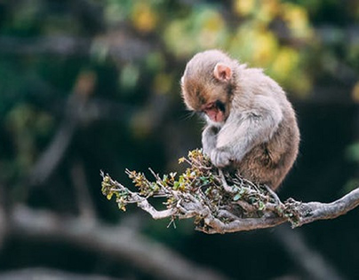 Cute little monkey on the tree