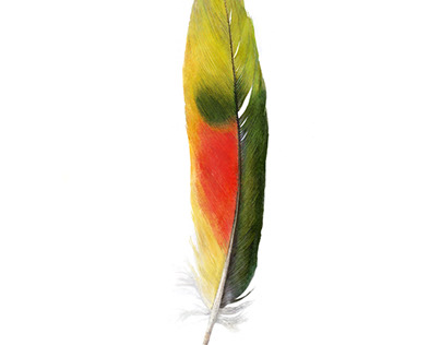 Drawing of Amazon parrot tail feather