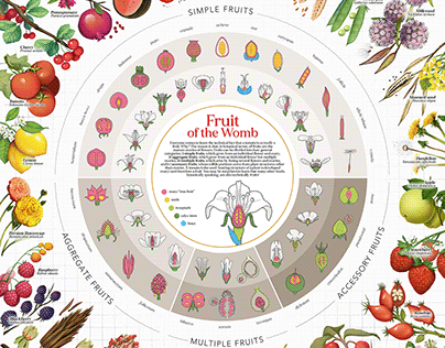 The Botanical Classification of Fruit