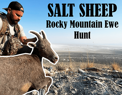 Salt Sheep - Rocky Mountain Ewe Hunt