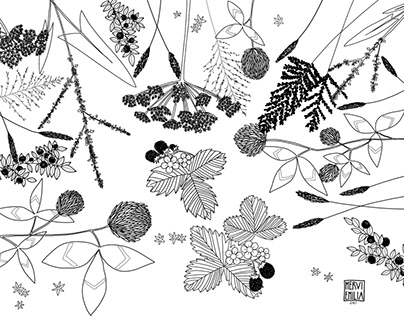 Wild Herbs & Berries - illustration