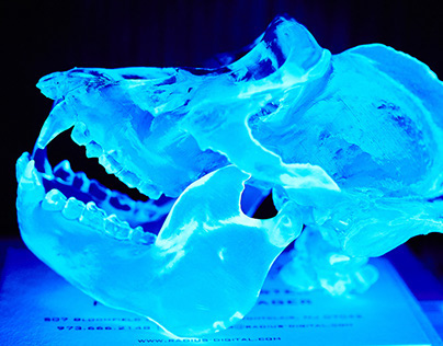 Gorilla Skull 3D model