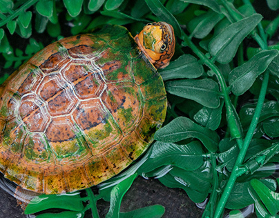 Of Tortoises and Preservation