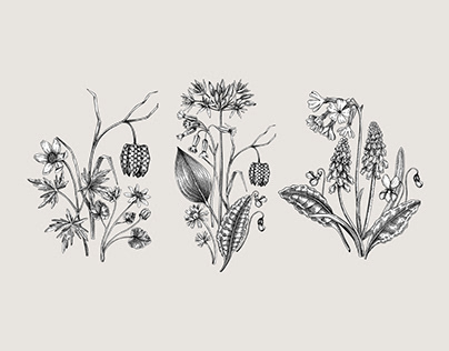 Spring wildflowers. Woodland sketch. Vectors set.