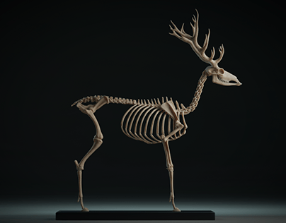 Red_Deer_Skeleton