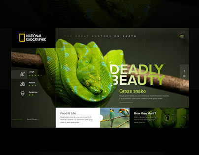 National geographic channel web design concept