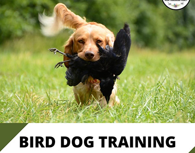 Bird Dog Training | The Insider's Guide | Hunting dogs