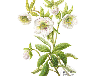 Hellebore. Botanical illustration.