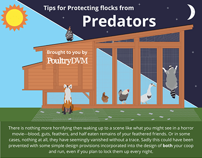 Tips for Protecting flocks from Predators