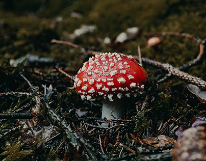 || Mushrooms in Fichtenau, Germany Oct 2019 ||