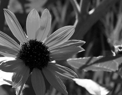 Black and White assignment