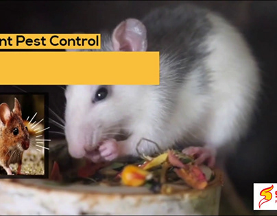 Fast, Efficient, Friendly Rodent Pest Control Services