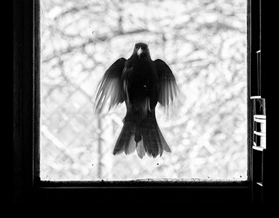 Mirlo ante el espejo 2 • Bird in front of the mirror 2