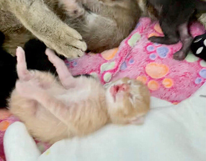 Baby Miau becomes a mommy (days 1-5)