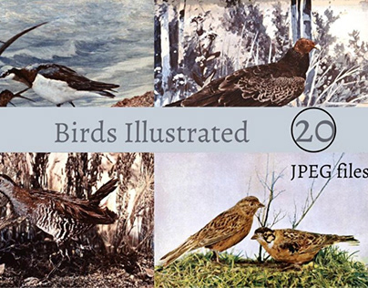 Birds Illustrated
