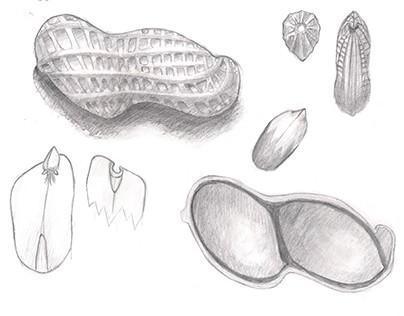Study of natural forms