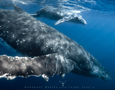 Humpback Whale / Kingdom of Tonga