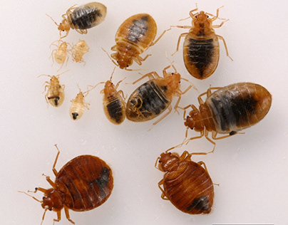 Bed Bug Extermination in Fairfax VA