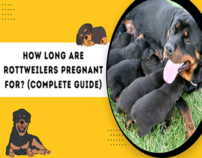 How Long are Rottweilers Pregnant for? (Complete Guide)