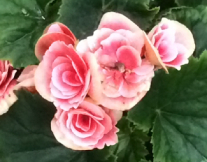 Rose Begonias