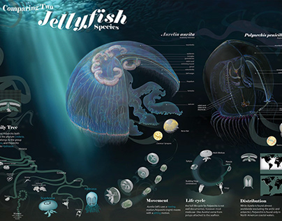 Comparing Two Jellyfish Species