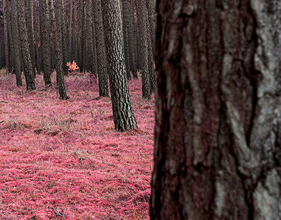 Infrared Woodland