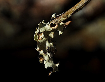 Dry Branch with Lichen