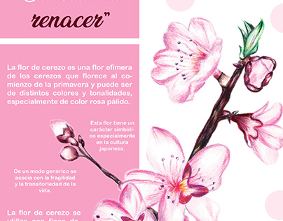 Infografía "Flor de Cerezo"