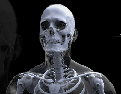 Anatomy study-Human Skeleton
