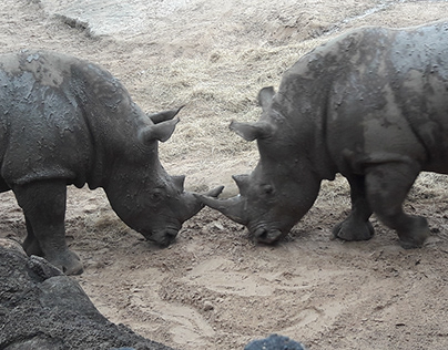Rhinos Touch
