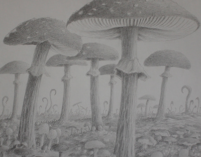 Gljive / Mushrooms