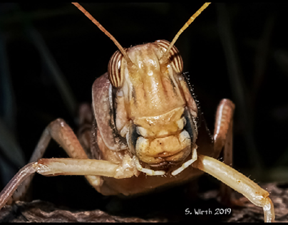 Portrait of Schistocerca gregaria locust