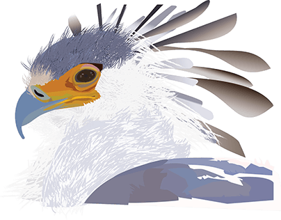 Secretary Bird Illustrator practice