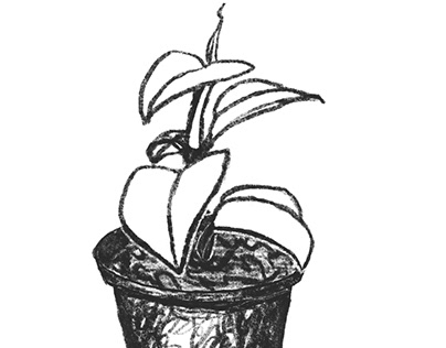 Graphic illustration of plant